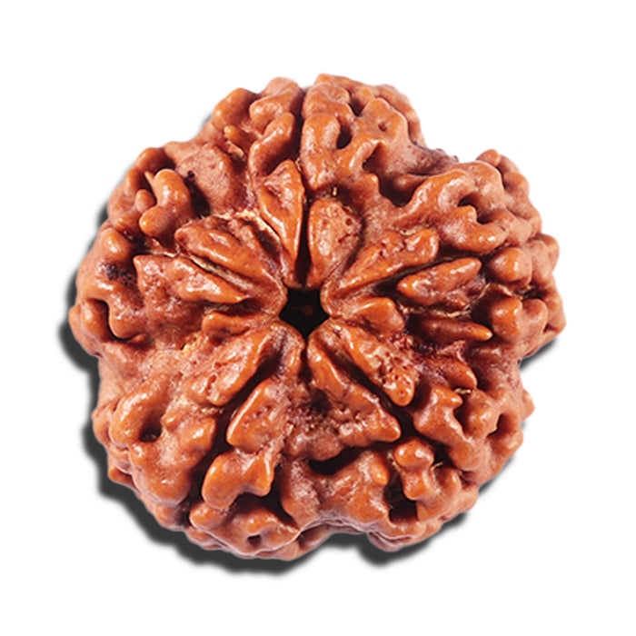 5 Mukhi Rudraksha from Nepal - Bead No. 429