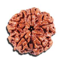 Load image into Gallery viewer, 5 Mukhi Rudraksha from Nepal - Bead No. 435
