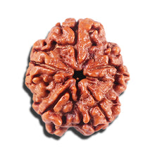 Load image into Gallery viewer, 5 Mukhi Rudraksha from Nepal - Bead No. 446
