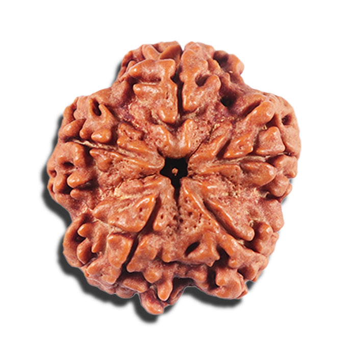5 Mukhi Rudraksha from Nepal - Bead No. 451
