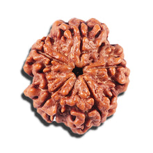 Load image into Gallery viewer, 5 Mukhi Rudraksha from Nepal - Bead No. 452

