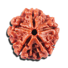 Load image into Gallery viewer, 5 Mukhi Rudraksha from Nepal - Bead No. 482

