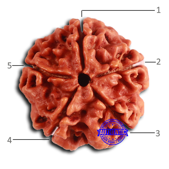 5 Mukhi Rudraksha from Nepal - Bead No. 408