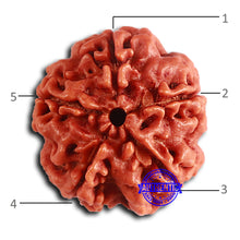 Load image into Gallery viewer, 5 Mukhi Rudraksha from Nepal - Bead No. 410
