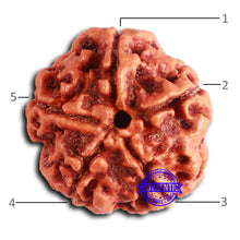Load image into Gallery viewer, 5 Mukhi Rudraksha from Nepal - Bead No. 411
