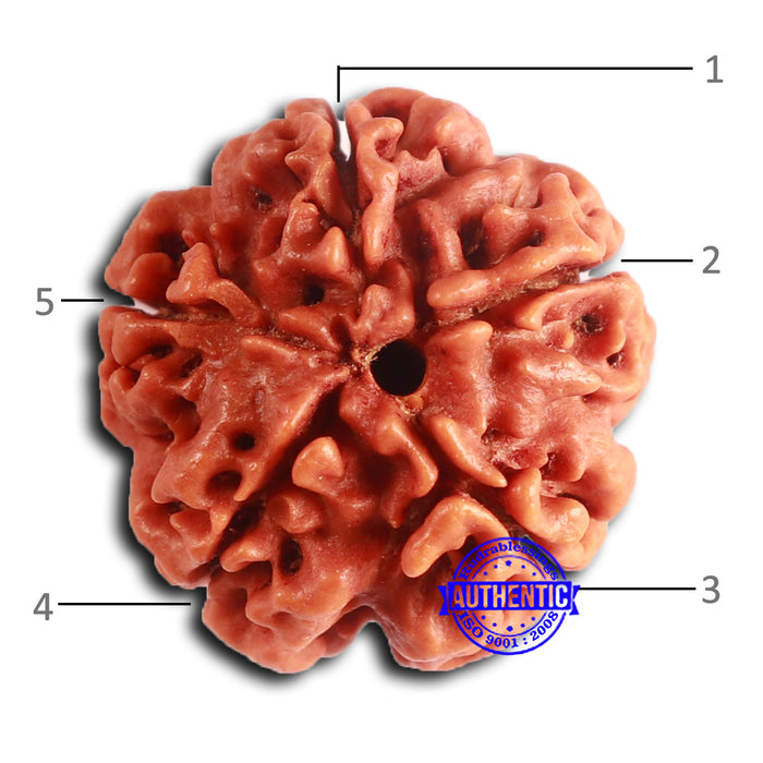 5 Mukhi Rudraksha from Nepal - Bead No. 412