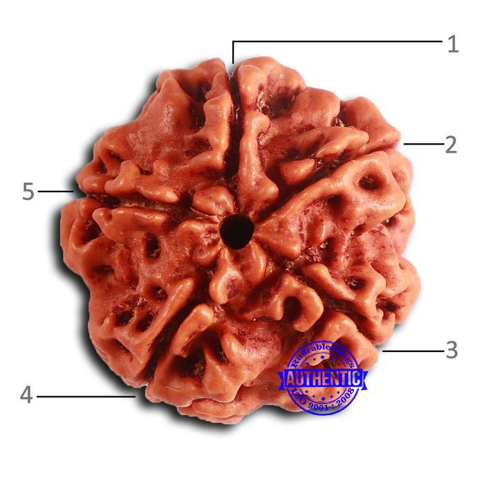 5 Mukhi Rudraksha from Nepal - Bead No. 413