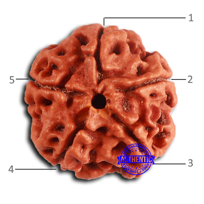 5 Mukhi Rudraksha from Nepal - Bead No. 414
