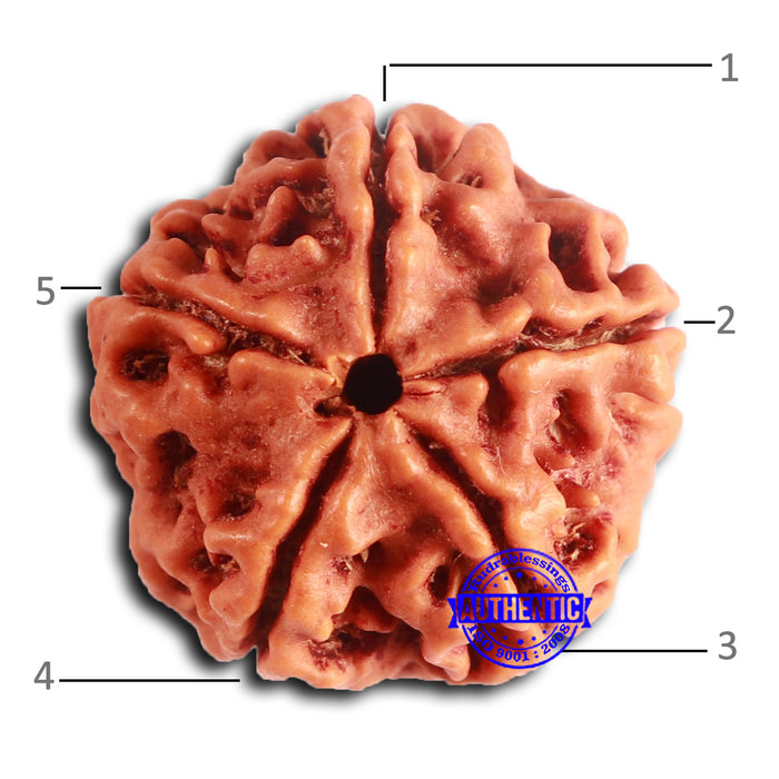5 Mukhi Rudraksha from Nepal - Bead No. 415