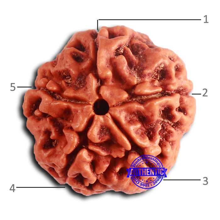 5 Mukhi Rudraksha from Nepal - Bead No. 416