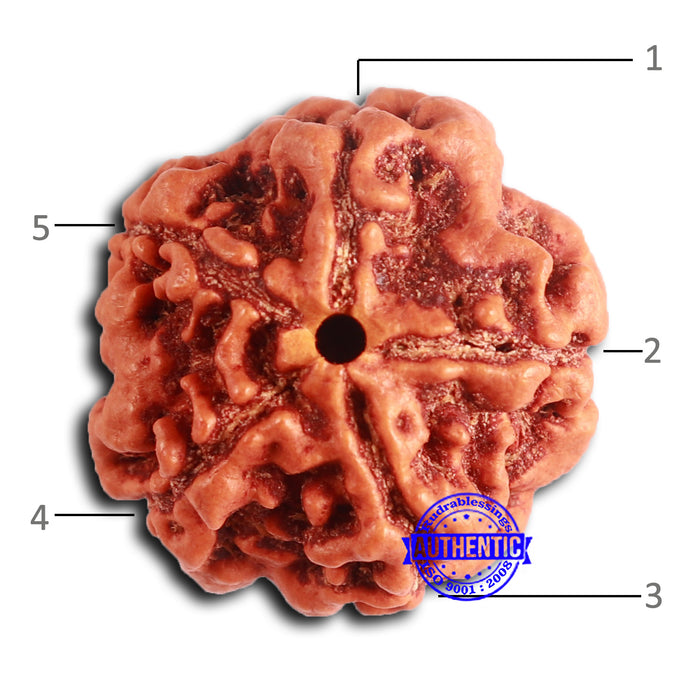 5 Mukhi Rudraksha from Nepal - Bead No. 417