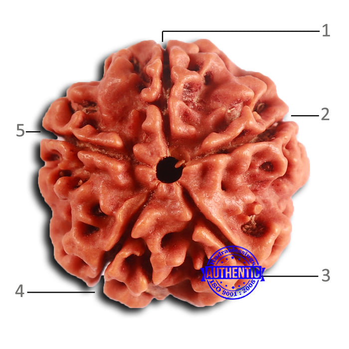 5 Mukhi Rudraksha from Nepal - Bead No. 418