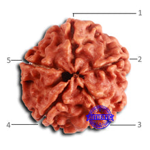 Load image into Gallery viewer, 5 Mukhi Rudraksha from Nepal - Bead No. 419

