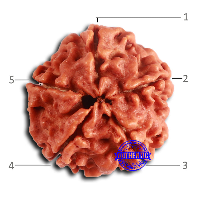 5 Mukhi Rudraksha from Nepal - Bead No. 419