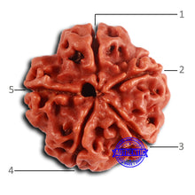 Load image into Gallery viewer, 5 Mukhi Rudraksha from Nepal - Bead No. 420
