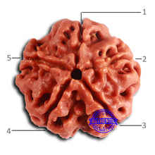 Load image into Gallery viewer, 5 Mukhi Rudraksha from Nepal - Bead No. 421
