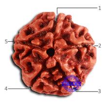 Load image into Gallery viewer, 5 Mukhi Rudraksha from Nepal - Bead No. 422
