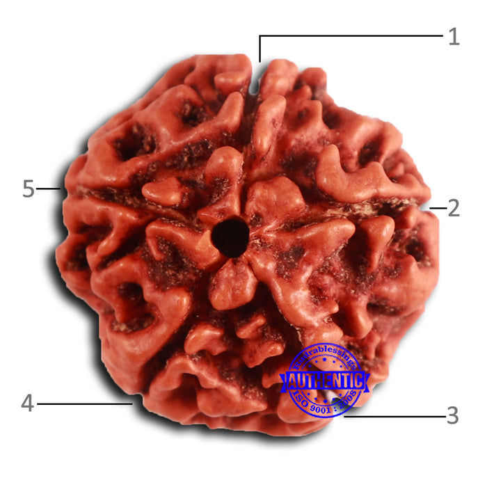 5 Mukhi Rudraksha from Nepal - Bead No. 422