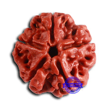 Load image into Gallery viewer, 5 Mukhi Rudraksha from Nepal - Bead No. 409
