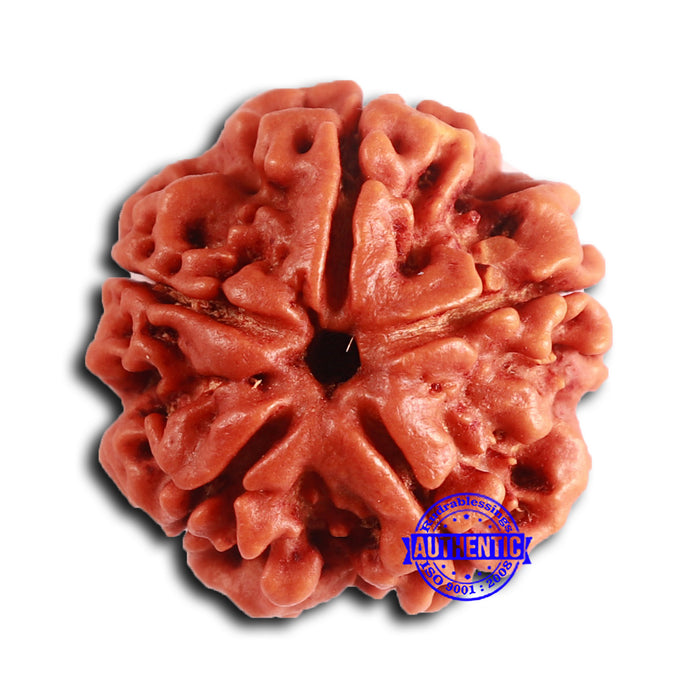 5 Mukhi Rudraksha from Nepal - Bead No. 410