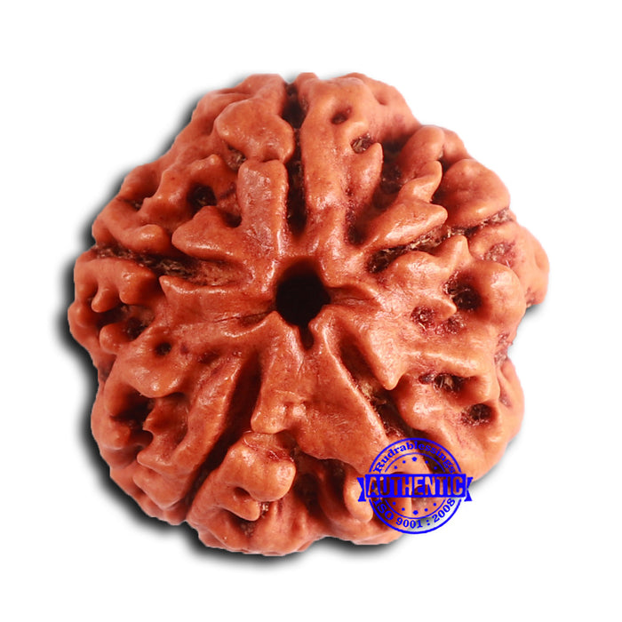 5 Mukhi Rudraksha from Nepal - Bead No. 411