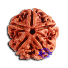 Load image into Gallery viewer, 5 Mukhi Rudraksha from Nepal - Bead No. 413
