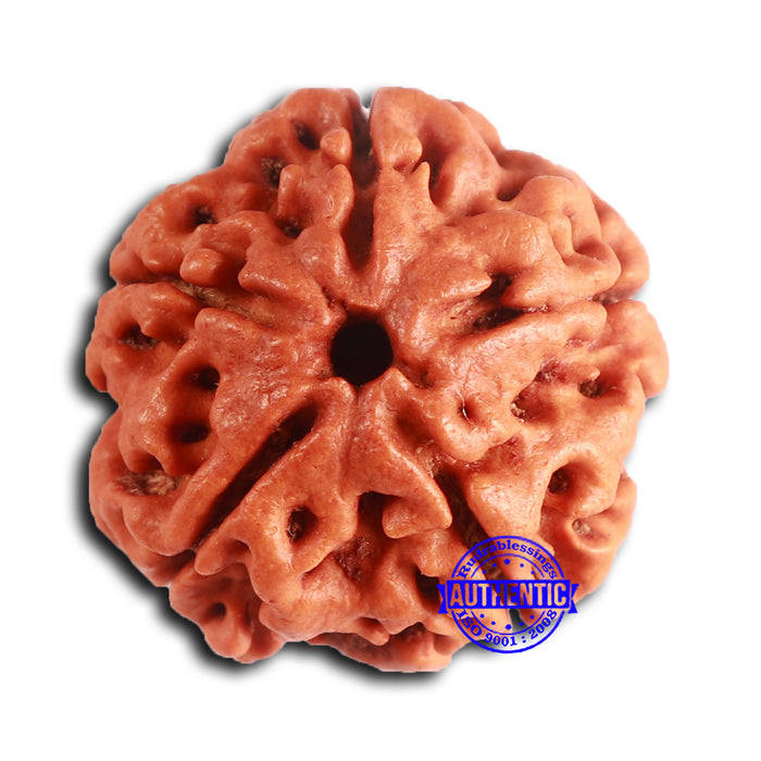 5 Mukhi Rudraksha from Nepal - Bead No. 414