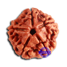 Load image into Gallery viewer, 5 Mukhi Rudraksha from Nepal - Bead No. 415
