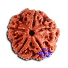 Load image into Gallery viewer, 5 Mukhi Rudraksha from Nepal - Bead No. 416
