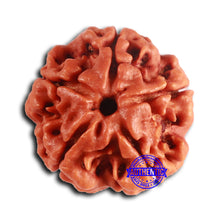 Load image into Gallery viewer, 5 Mukhi Rudraksha from Nepal - Bead No. 418
