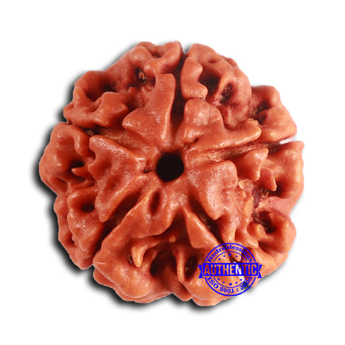 5 Mukhi Rudraksha from Nepal - Bead No. 418