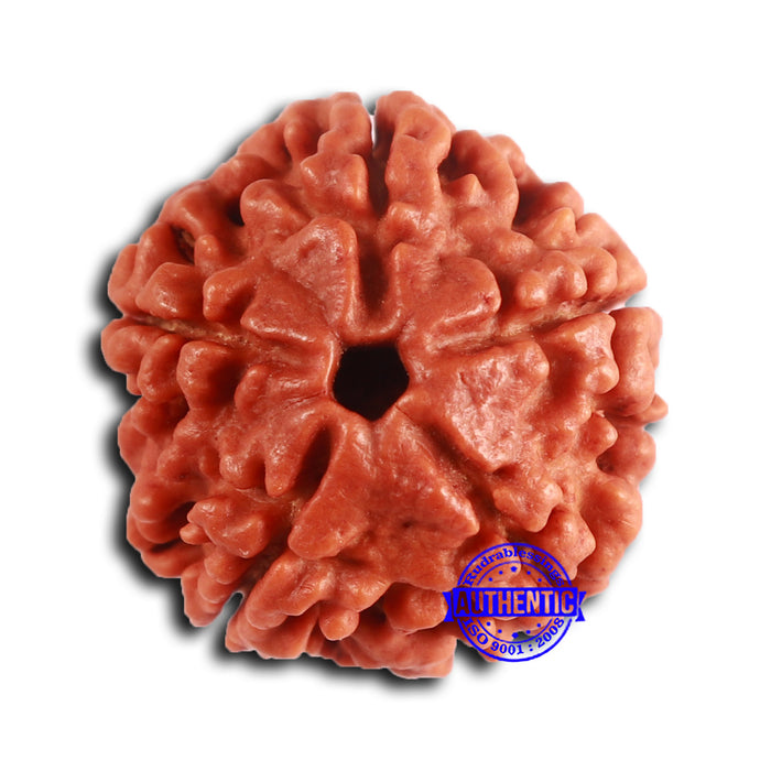 5 Mukhi Rudraksha from Nepal - Bead No. 419