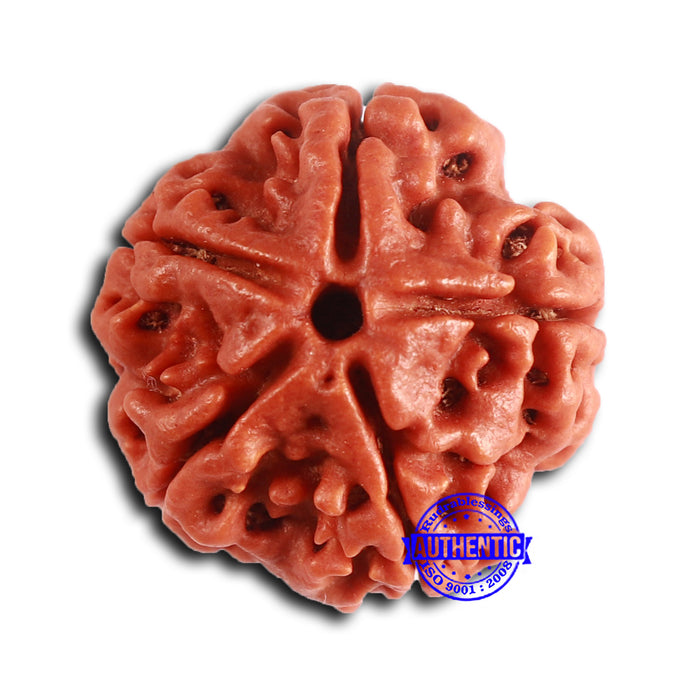 5 Mukhi Rudraksha from Nepal - Bead No. 420