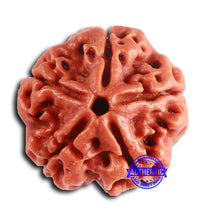 Load image into Gallery viewer, 5 Mukhi Rudraksha from Nepal - Bead No. 421
