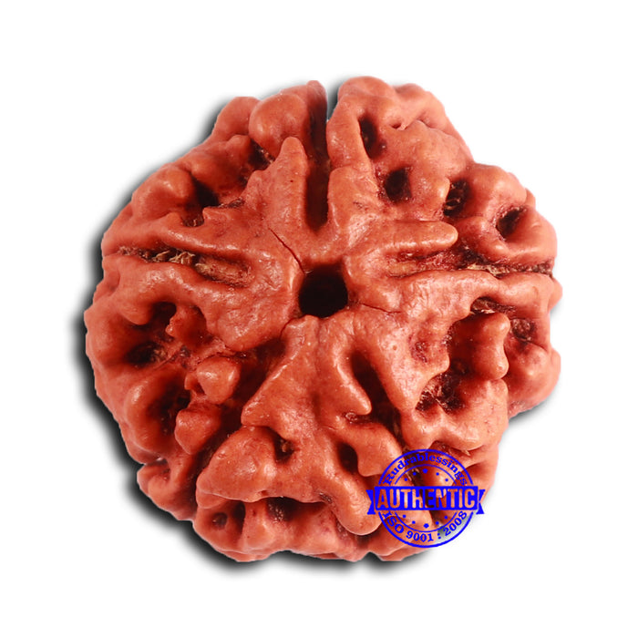 5 Mukhi Rudraksha from Nepal - Bead No. 422
