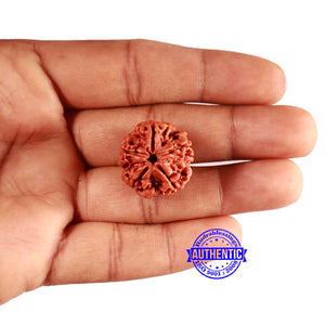 5 Mukhi Rudraksha from Nepal - Bead No. 410