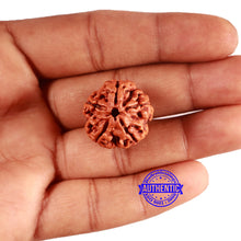 Load image into Gallery viewer, 5 Mukhi Rudraksha from Nepal - Bead No. 411
