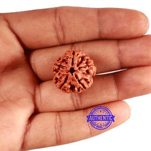 5 Mukhi Rudraksha from Nepal - Bead No. 411