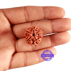 5 Mukhi Rudraksha from Nepal - Bead No. 412