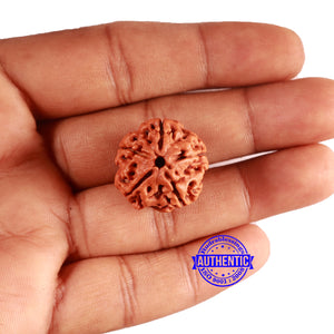 5 Mukhi Rudraksha from Nepal - Bead No. 414