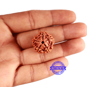 5 Mukhi Rudraksha from Nepal - Bead No. 415