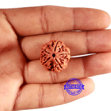 Load image into Gallery viewer, 5 Mukhi Rudraksha from Nepal - Bead No. 416

