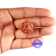 Load image into Gallery viewer, 5 Mukhi Rudraksha from Nepal - Bead No. 419
