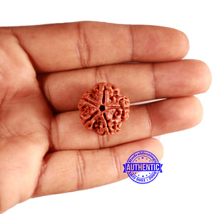 5 Mukhi Rudraksha from Nepal - Bead No. 420