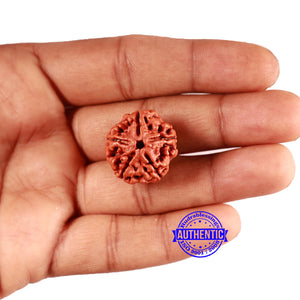 5 Mukhi Rudraksha from Nepal - Bead No. 422