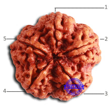 Load image into Gallery viewer, 5 Mukhi Rudraksha from Nepal - Bead No. 388
