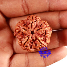 Load image into Gallery viewer, 5 Mukhi Rudraksha from Nepal - Bead No. 388
