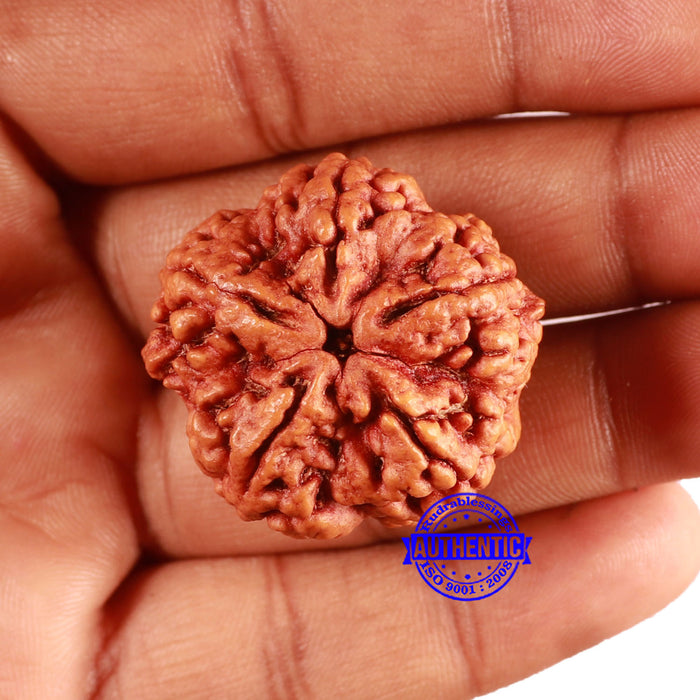 5 Mukhi Rudraksha from Nepal - Bead No. 388