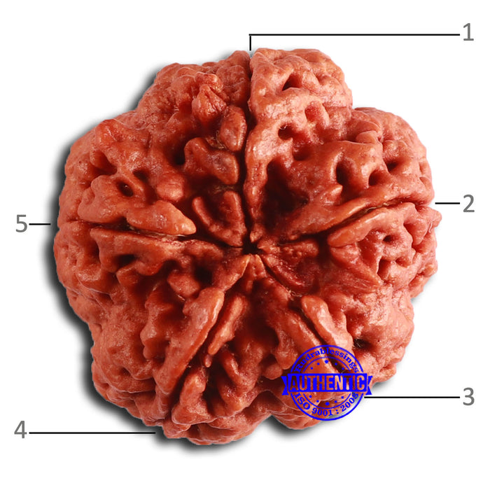 5 Mukhi Rudraksha from Nepal - Bead No. 389
