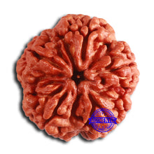 Load image into Gallery viewer, 5 Mukhi Rudraksha from Nepal - Bead No. 389

